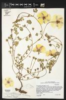 Image result for Cienfuegosia digitata