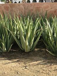 What is this jurrasic looking aloe plant and what will this tall sprout grow into? Aloe Vera Plants For Sale Fastgrowingtrees Com