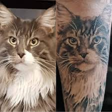 Stop in for a cup of coffee and one of our treats. Flintstone Jetzt Abgeheilt Mein Maine Coon Kater Knodel Tattoos Von Tattoo Bewertung De