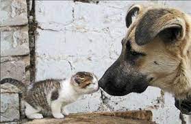 sokak hayvanlari icin ne yapabilirim pet haber gazetesi