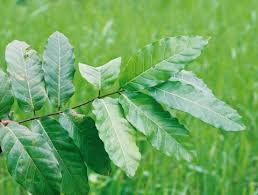 Image result for Landolphia violacea