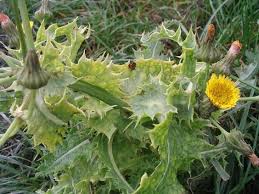 Image result for Sonchus luxurians