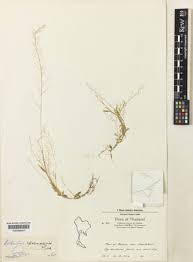 Image result for Coelachne africana