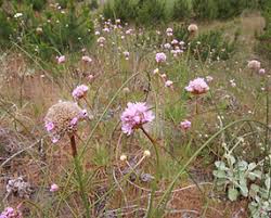 Image result for Plumbaginaceae