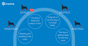 Dog In Heat Here S Everything You Need To Know Dog In Heat Dog Heat Cycle Female Dog In Heat