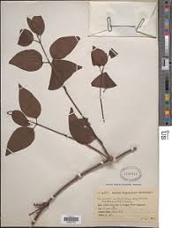 Image result for Tapinanthus dependens