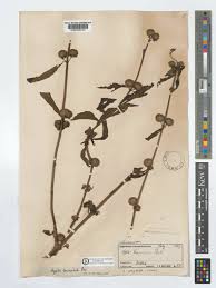 Image result for Hyptis lanceolata