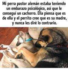 Pin De Rihanna T F En Firulais Funny En 2020 Memes De Animales Divertidos Animales Frases Memes Divertidos