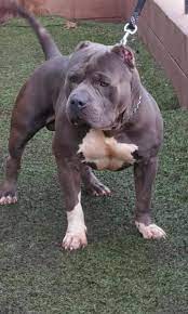 American pitbull dog, blue bully pitbull puppies for sale near me, blue nose bully, blue nose pitbull. Xxl Pitbull Puppies For Sale Near Me Cheap Buy Online