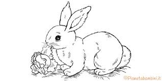 45 Disegni Di Conigli Da Colorare Disegno Coniglio Disegni Disegni Da Colorare