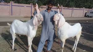 This holy festival is commemorated with the muslims sacrifice a sheep or goat and share it with family members to celebrate this occasion. Pin On Animal Hub