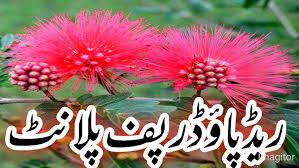 Image result for Calliandra haematocephala