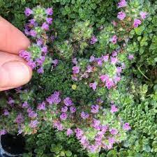 Elfin Thyme Thymus Serpyllum Elfin Miniature Garden Plants Miniature Garden Elfin Thyme