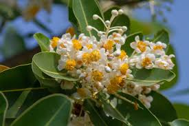 Image result for Calophyllum inophyllum
