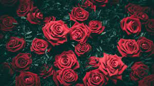 439 rose 4k wallpapers and background images. Rose 4k Wallpapers Wallpaper Cave