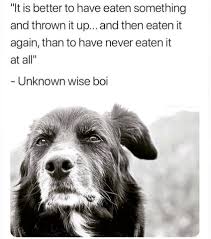 Pin By L A U R E N On Funny Dog Memes Funny Animal Memes Cute Dogs