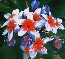 Image Result For Red White And Blue Plumeria Plants Planting Flowers Plumeria
