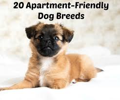 Condo Loving Canines 20 Of The Best Dog Breeds For Apartments Friendly Dog Breeds Best Dog Breeds Dog Breeds