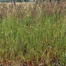 Image result for Juncus lomatophyllus