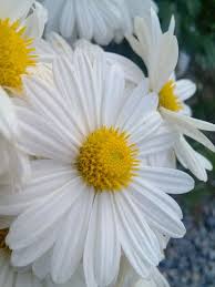 Approx 20 Seeds The Natural Insecticide Pyrethrum Is Processed From A Chrysanthemum Cinerariaefolium Flowers Perennials Growing Flowers Natural Insecticide