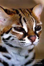 Leopard Cat Like Repin Share Thanks Small Wild Cats Animals Beautiful Cats