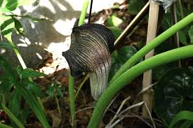 Image result for Arisaema mildbraedii