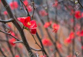If you are in northern australia, you may be able to have it flowering in august. Red Winter Flowers Chaenomeles In Queensland Australia Stock Photo Picture And Royalty Free Image Image 73355858