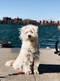 Dogs are some of the most beloved pets for us to have around. Sapsali Wikipedia