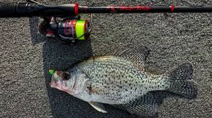 To be sure, however, count dorsal spines: Catch More Big Crappie With These 5 Tips On Jig Control Wired2fish Com