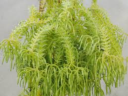 Image result for Huperzia bampsiana