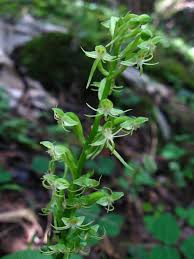 Image result for Habenaria malacophylla