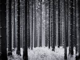 Countless Possibilities Dark Wallpaper Nature Photography Trees Forest Wallpaper