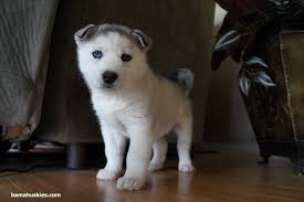Approval to any lovely home. Husky Puppies For Sale Siberian Husky Puppies For Sale