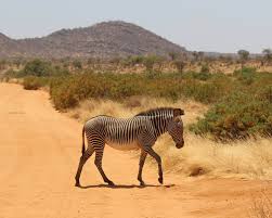 The bonds of the females in the harem are strong; Grevy S Zebra Facts Diet Habitat Pictures On Animalia Bio