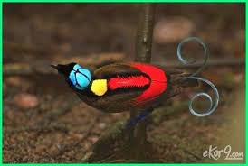 10 ragam hias flora beserta dengan penjelasannya satu jam. 20 Flora Dan Fauna Langka Asli Indonesia Beserta Penjelasannya Dunia Fauna Hewan Binatang Tumbuhan Hewan Langka Hewan Burung