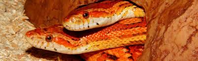 Aug 25, 2009 · once fully grown, corn snakes usually range from 2.5 to 5 feet in length, and have a lifespan of 5 to 10 years. Corn Snake Reptile Common Information Guide