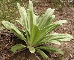 Image result for Fuerstia angustifolia