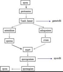 Tahap selanjutnya ada akan dibagi menjadi dua yaitu arkegonium yang nantinya akan menjadi sel telur. Jelaskan Pengertian Metagenesis Dan Berikan Contohnya