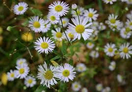 Check spelling or type a new query. Padang Rumput Bunga Aster Foto Gratis Di Pixabay