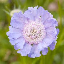 Image result for Scabiosa