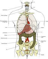 Lift your spirits with funny jokes, trending memes, entertaining gifs, inspiring stories, viral videos, and so much more. Surface Anatomy Of The Back And Vertebral Levels Of Clinically Important Structures Basicmedical Key
