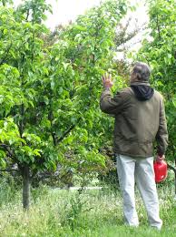 According to david parker and greg reinhard of clemson university, native persimmon trees are either male or female flowering, so multiple trees in an orchard assist in fruit set. 3 Things To Know About Hardiness Zones Stark Bro S