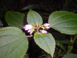 Image result for Calvoa orientalis