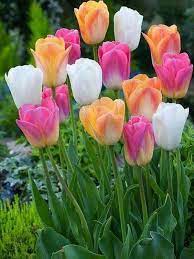 Pin By Salwa Ashraf As On Fleurs Flowers Tulips Garden Wonderful Flowers Pretty Flowers