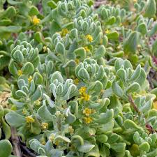 Image result for Tetragonia