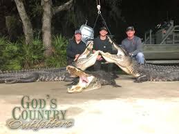 When is alligator hunting season in louisiana? Florida Alligator Hunting Wild Alligator Hunts