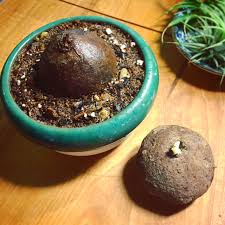 Image result for Cyphia erecta