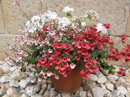 Image result for ostruhatka