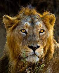Nice Asiatic Lion Asian Lion Animal King Kisspin Asiatic Lion Lion Feline