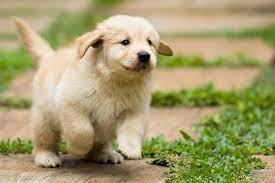 Golden Puppy Vegetarian Goldenpuppies Goldenretriever Retriever Puppy Golden Retriever Puppy Golden Puppy
